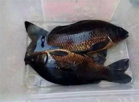 黑色鯉魚